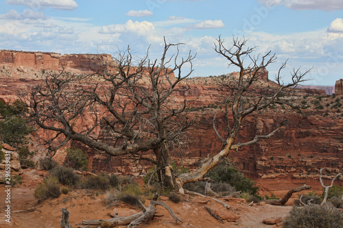 Dead, dry tree in the landscape of scenic Canyonlands National Park in Utah.