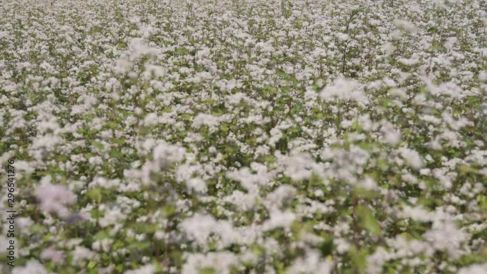 Flowering buckwheat field in a windy summer day Flowering buckwheat field in a windy summer day