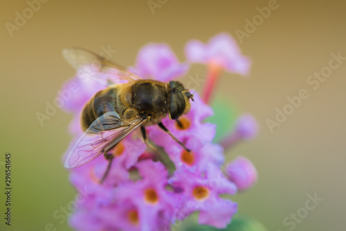 Biene auf Sommerflieder