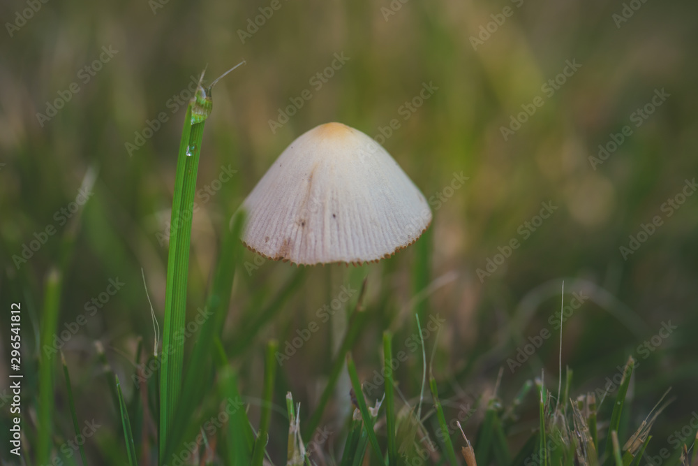 Pilz im Gras Pilz im Gras