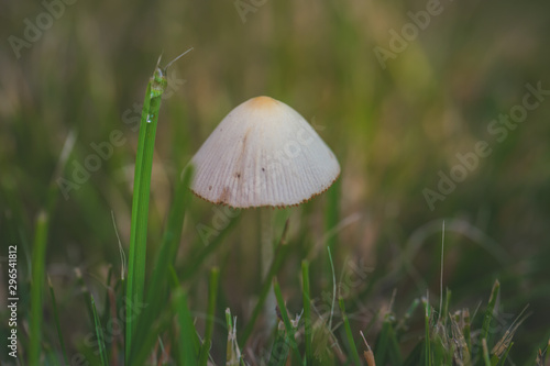 Pilz im Gras