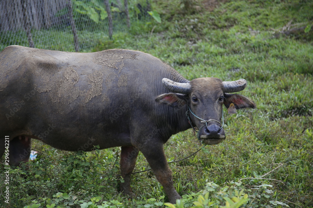 A local bull in a town of Luang Prabang. Laos A local bull in a town of Luang Prabang. Laos