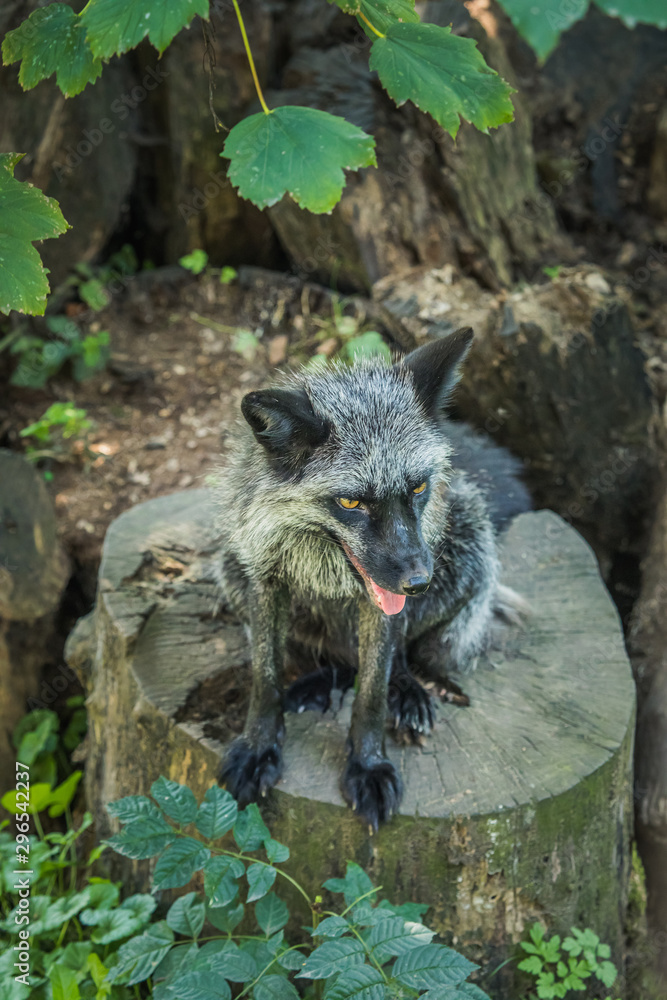 Obraz premium Silberfuchs auf Baumstamm
