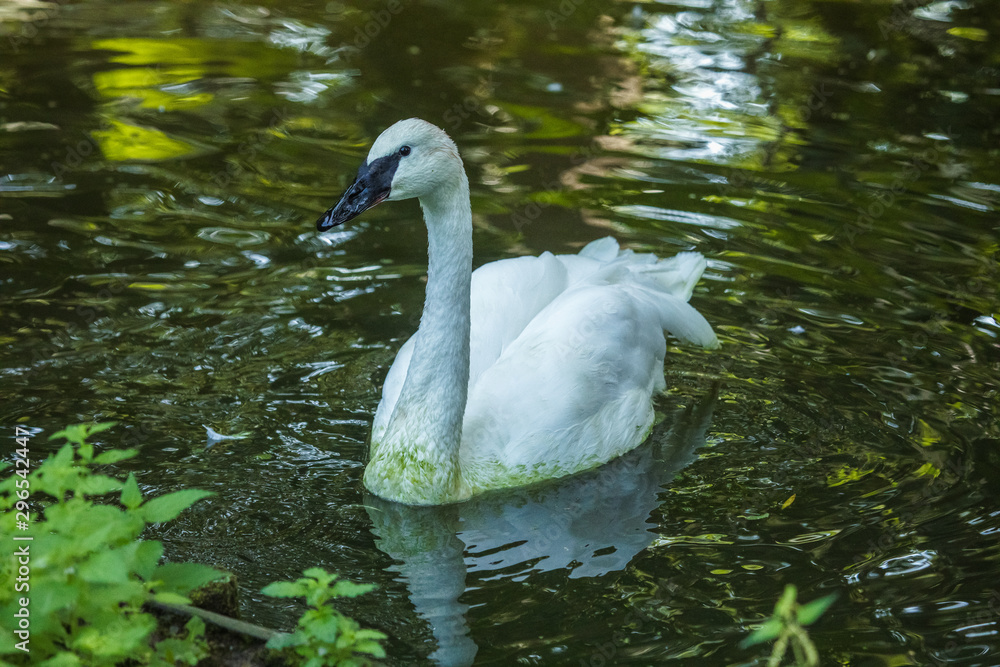 Trompeterschwan Trompeterschwan