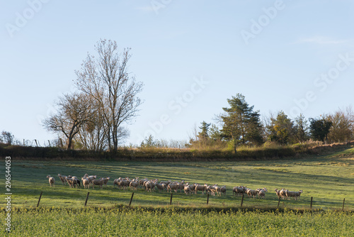 troupeau de moutons dans un pr  