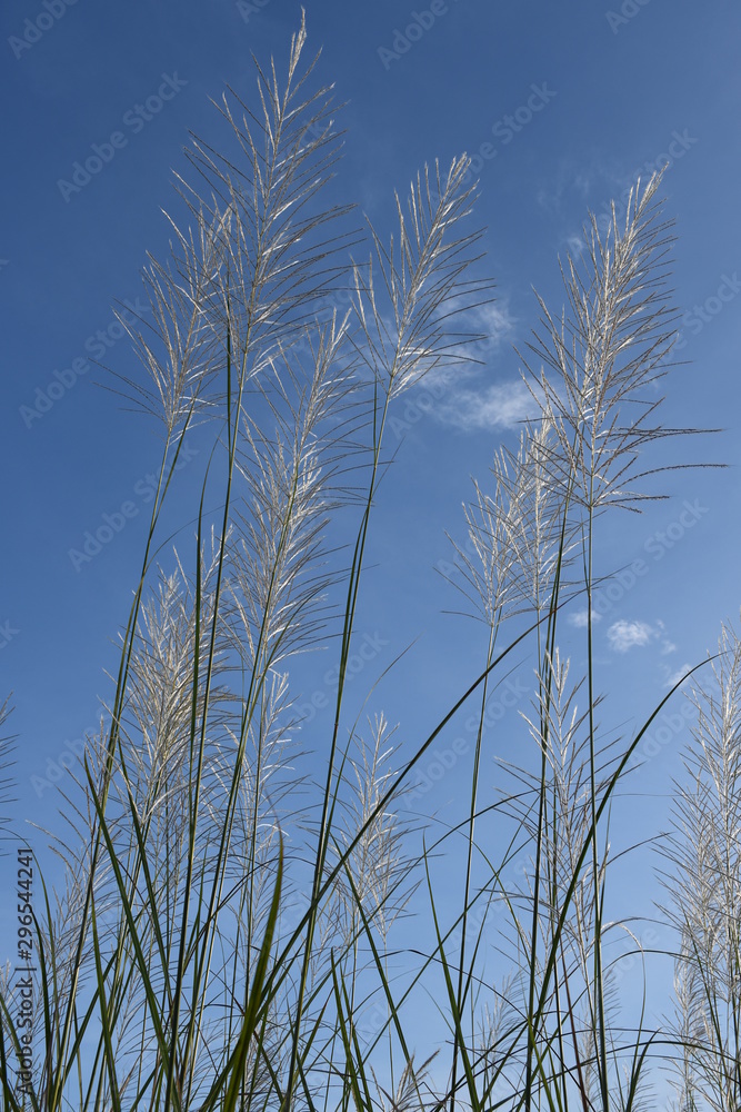 Obraz premium grass and sky