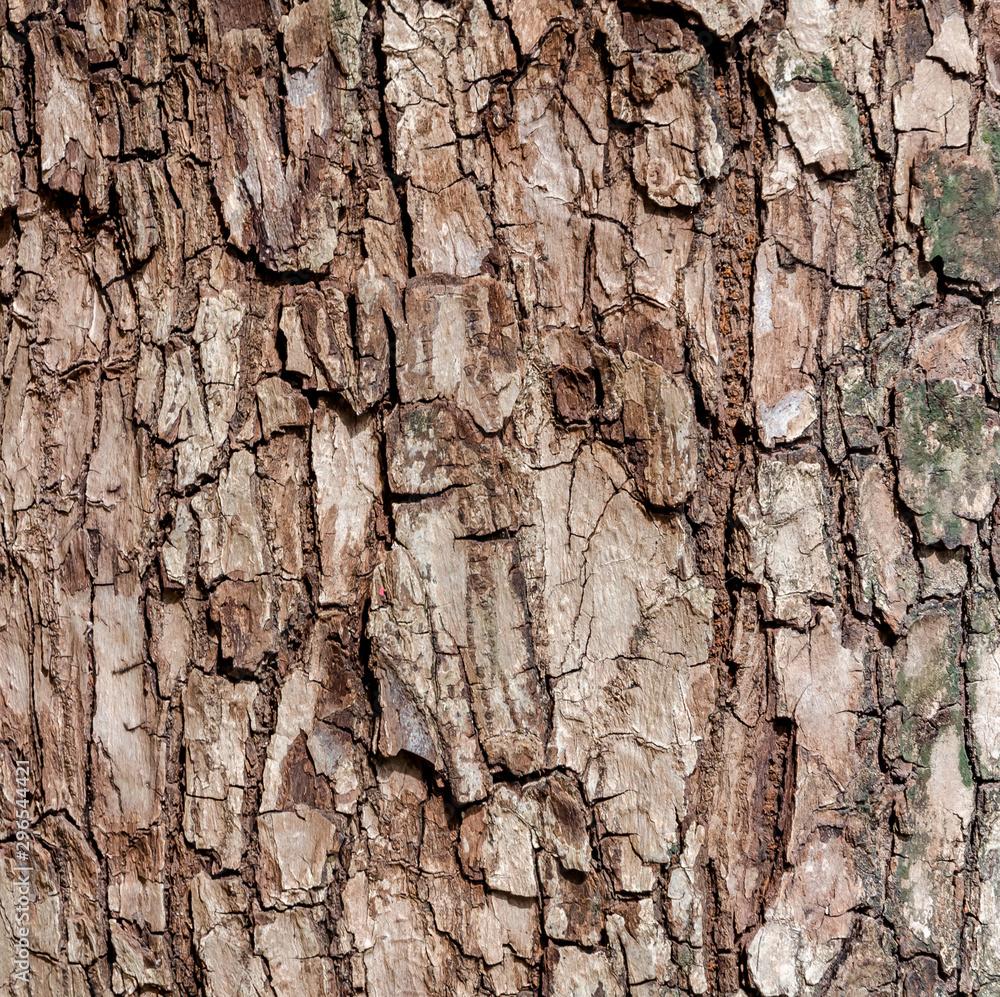 Old tree and old bark texture and bark pattern