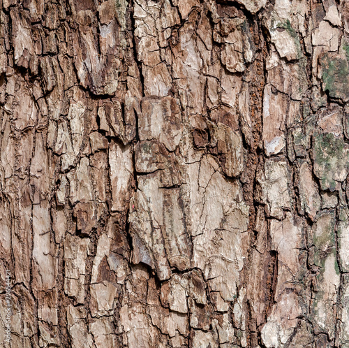 Old tree and old bark texture and bark pattern