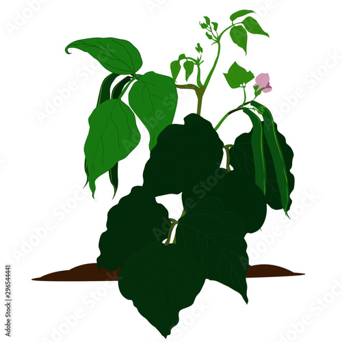 Pea plant Creeper - Cartoon Vector Image
