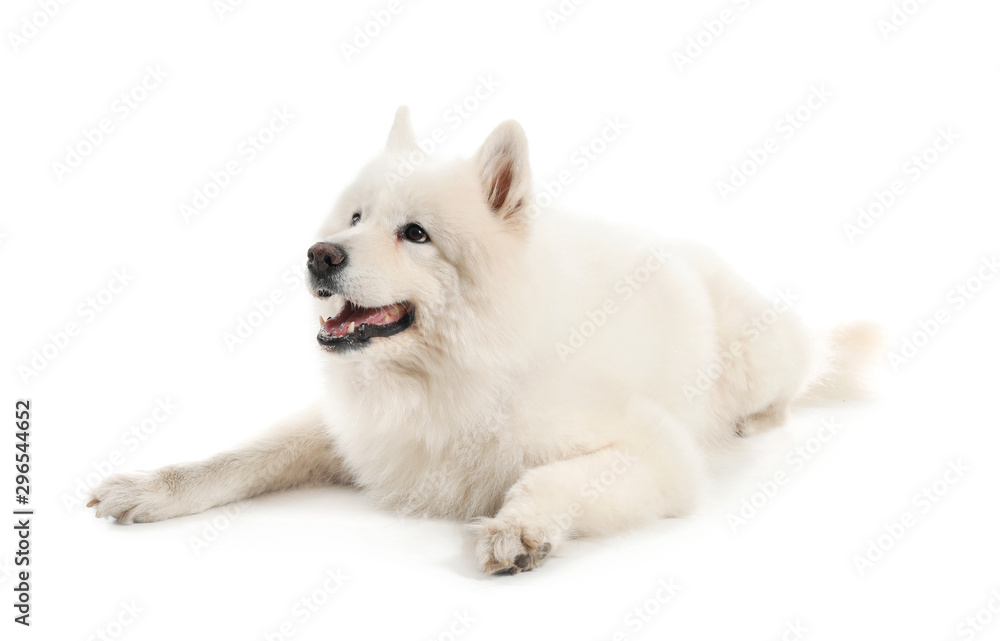 Cute Samoyed dog on white background