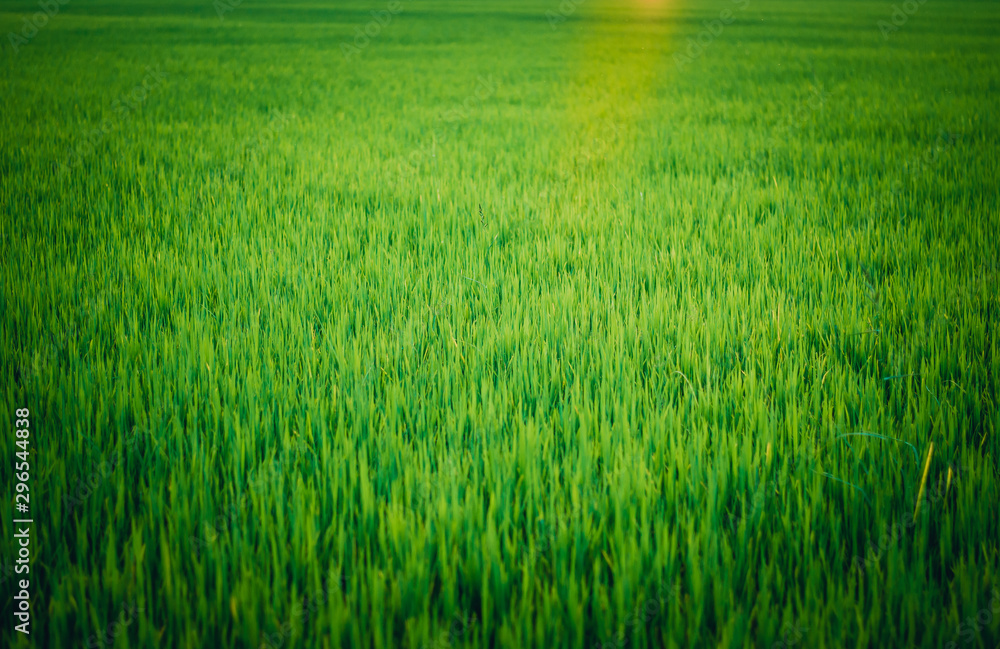 Burred picture of paddy field and sun ray