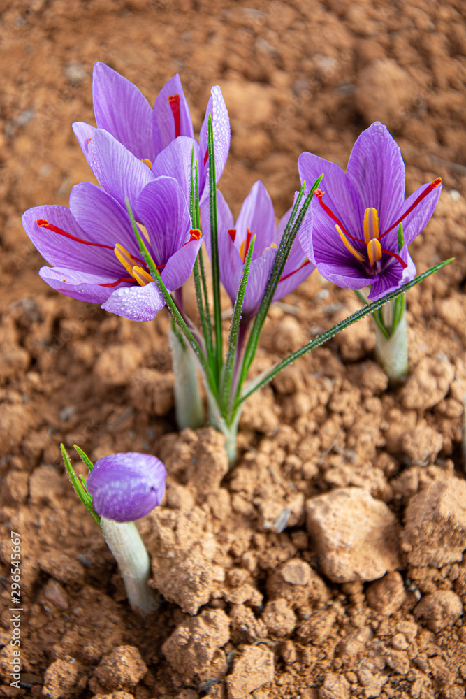 Obraz premium saffron flower or rose in the foreground and with its best focus