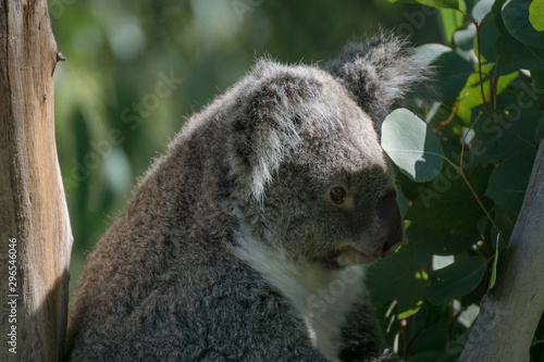 Retrato de un koala macho en cautividad