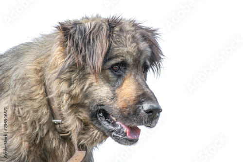 sad homeless dog face sitting on the street with blurred background