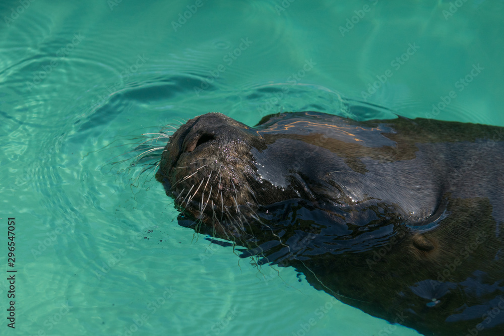 Fototapeta premium Retrato de un león marino en el agua