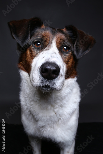 Fototapeta Naklejka Na Ścianę i Meble -  Cute dog on in studio on a grey background