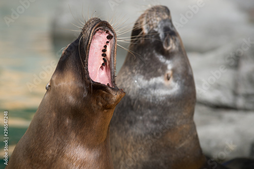 Boca y dientes de un leon marino