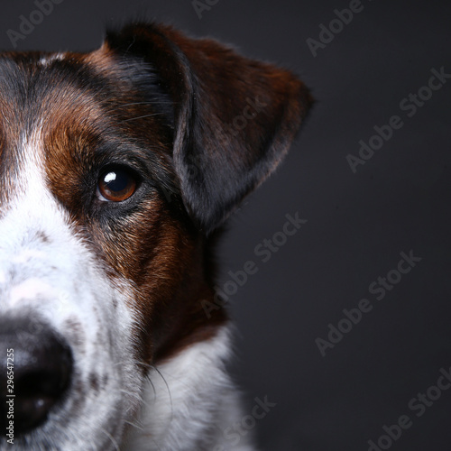 Cute dog on in studio on a grey background © Alexandr