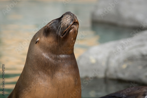 Retrato de un lion marino