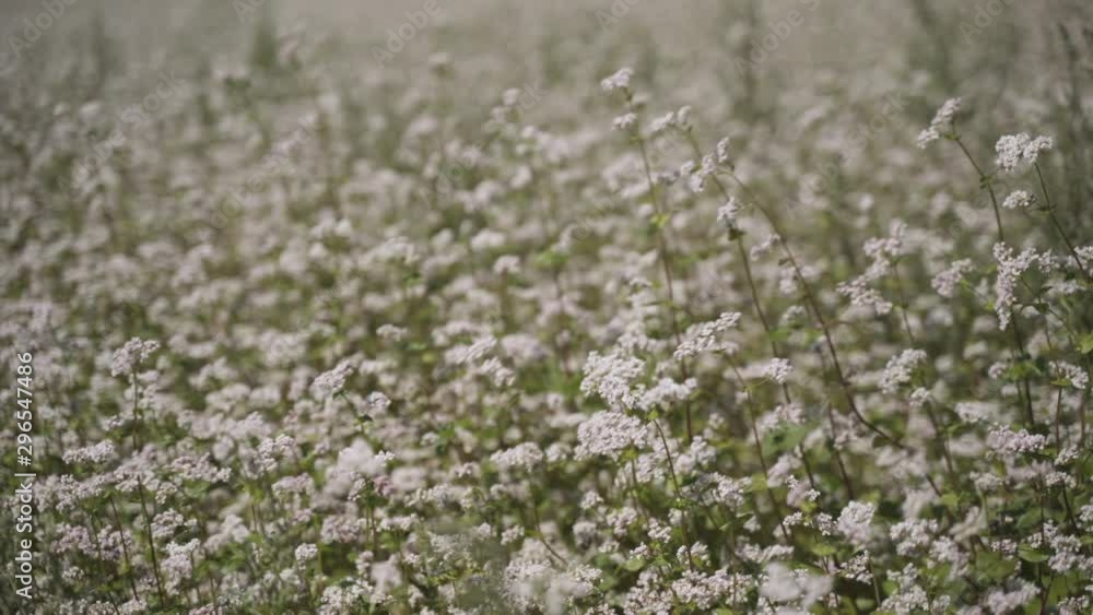 Flowering buckwheat field in a windy summer day Flowering buckwheat field in a windy summer day
