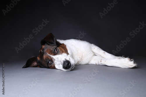 Cute dog on in studio on a grey background