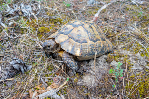 Land tortoise walking on dry grass in the forest. Turtle in the wild.
