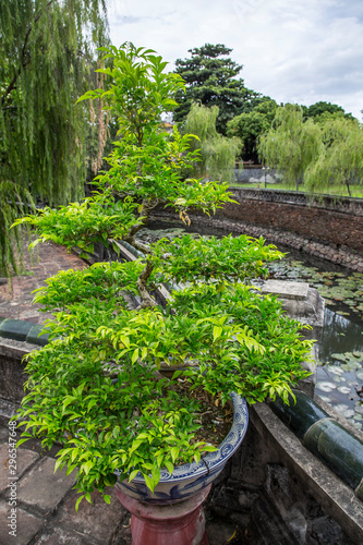 Beautiful bonsai in Hue Castle, Vietnam