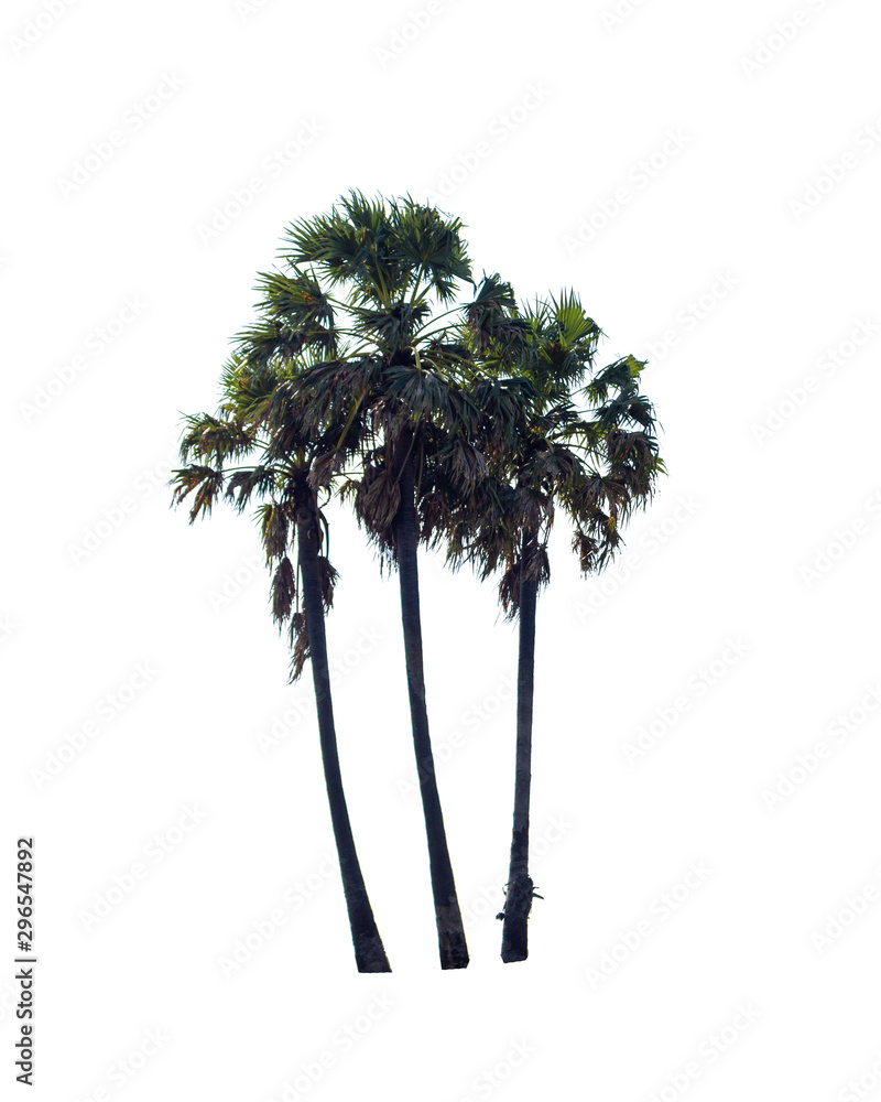 Obraz premium Palm tree isolated on white background. Clipping path included