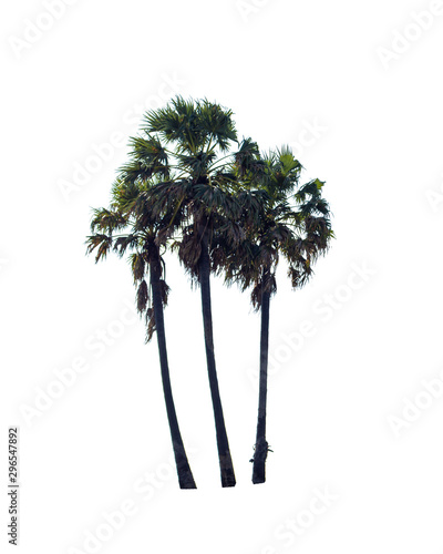Palm tree isolated on white background. Clipping path included © chet