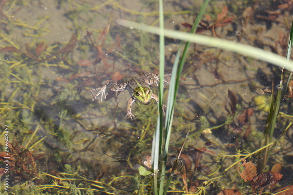 Obraz premium animales varios 