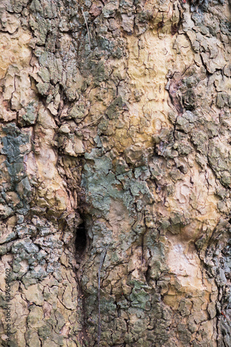 écorce d'arbre sur un tronc