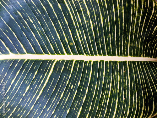 closeup of a leaf
