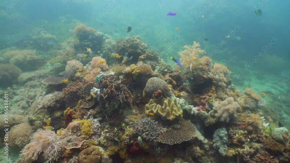 The underwater world of coral reef with fishes at diving. Coral garden under water, Philippines, Camiguin. Colorful corals and tropical fish. Coral reef landscape background in the deep blue ocean The underwater world of coral reef with fishes at diving. Coral garden under water, Philippines, Camiguin. Colorful corals and tropical fish. Coral reef landscape background in the deep blue ocean