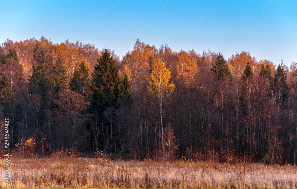 Fototapeta premium Autumn landscape with autumn leaf colours. Nature.