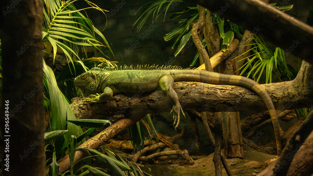 Fototapeta premium Iguana resting on branch in Zoo