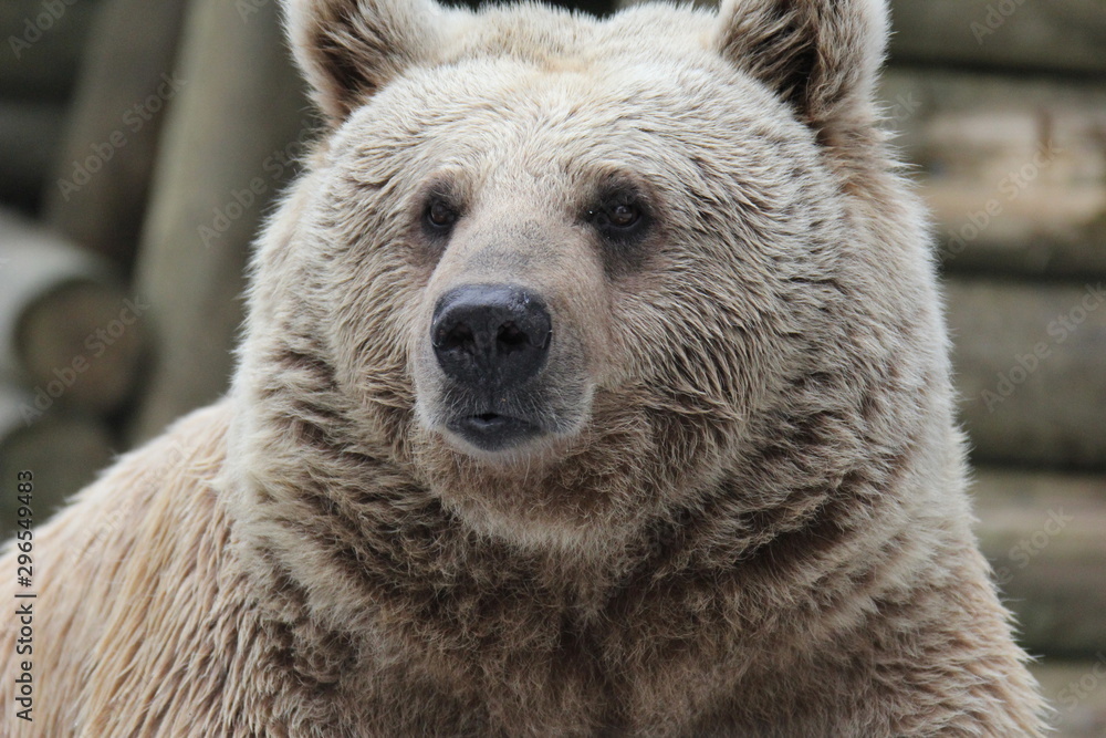 Fototapeta premium animales varios 