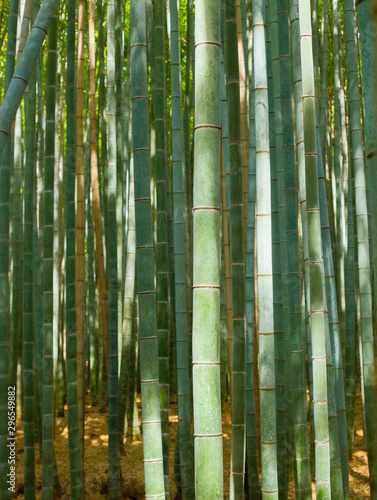 Bamboo Wood2