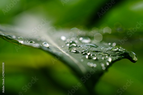 drop of water on green leaf