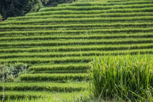 Detail of the rice paddies of Sa Pa. Vietnam