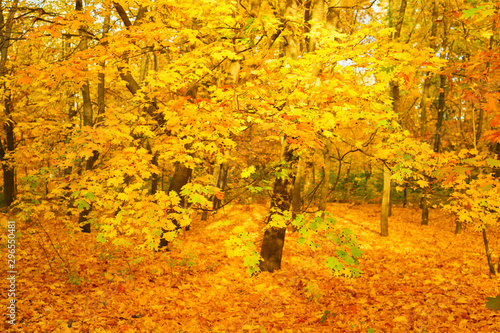 Beautiful autumn forest fal...