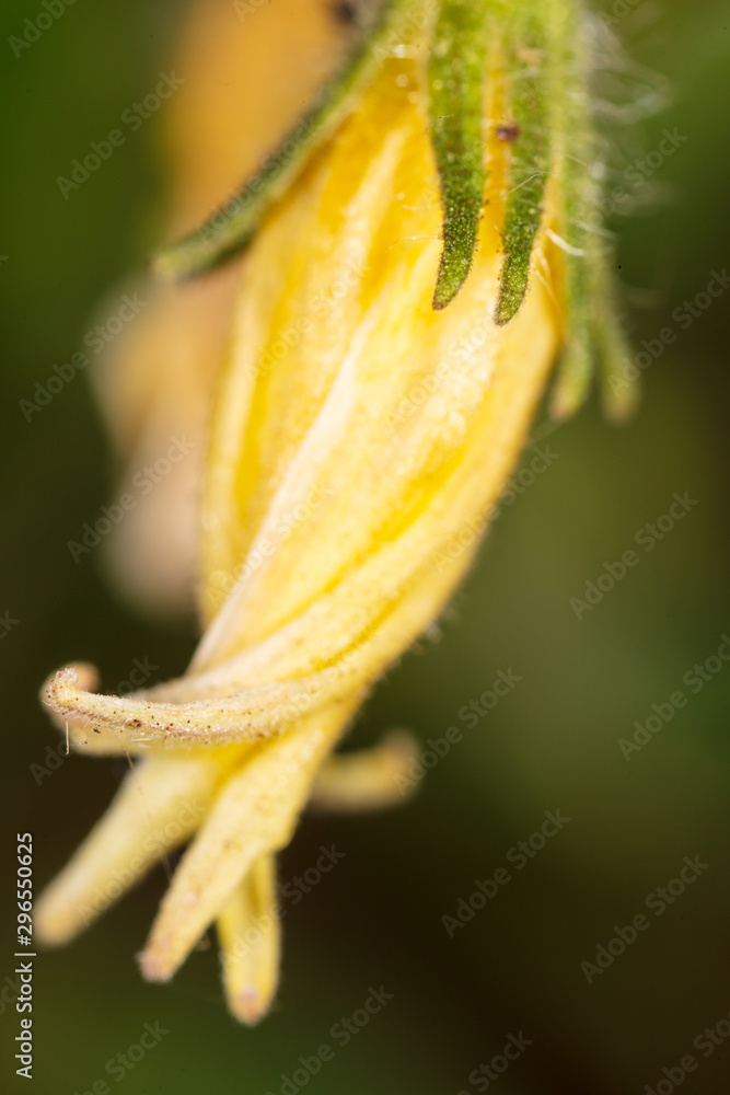 Yellow flower on a tomato plant Yellow flower on a tomato plant