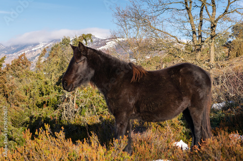 Black horse in the mountain photo