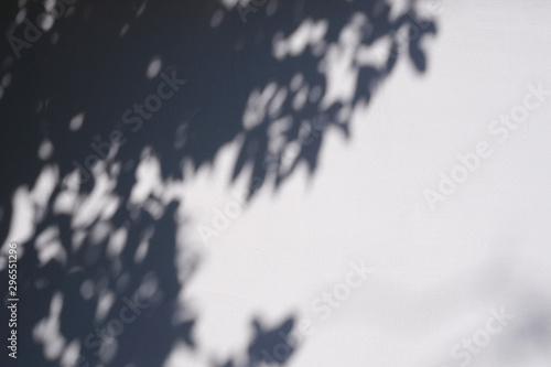 shade of tree with shadow leaf on white wall background