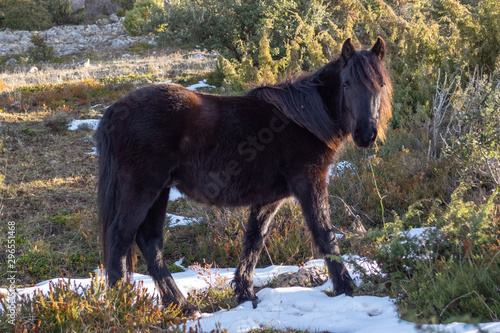 horse in the field with snow photo