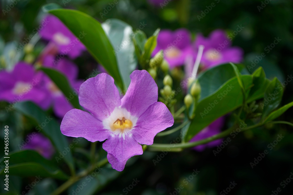 Purple Bignonia flowers blooming in the garden Purple Bignonia flowers blooming in the garden
