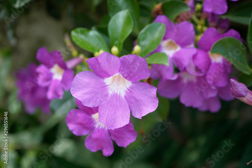 Purple Bignonia flowers blooming in the garden