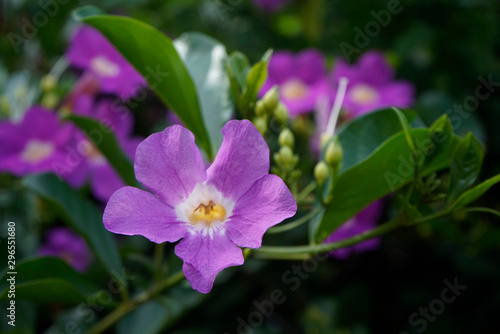 Purple Bignonia flowers blooming in the garden