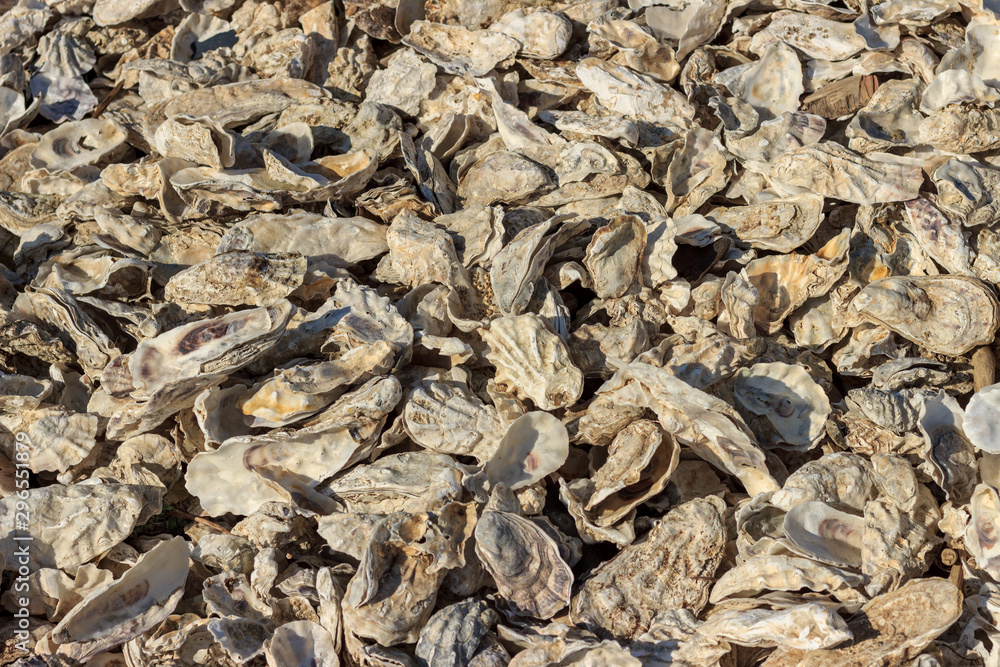 Oysters and shells of other mollusks thrown by a storm onto the sandy seashore. Oysters and shells of other mollusks thrown by a storm onto the sandy seashore.