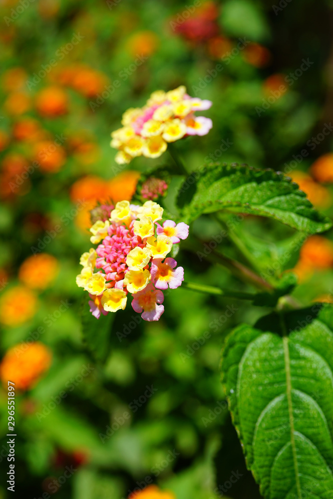 Yellow, orange and pink lantana flowers growing in the garden Yellow, orange and pink lantana flowers growing in the garden