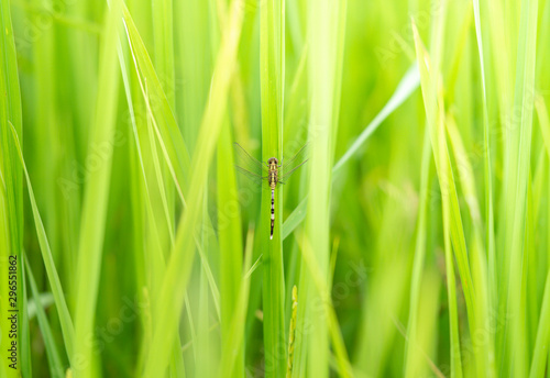Beautiful nature scene dragonfly , green background